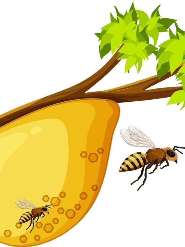 honeycomb-on-tree-branch-free-vector